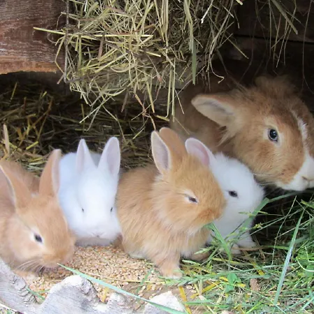 Bio Erzengel Apartmán